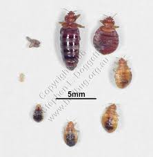 The first thing that the nymphs do after hatching from the eggs is to find you and. Information About Bed Bugs Pictures Videos Treatment Options