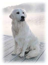 English Cream Golden Retriever Dogs Golden Retriever Retriever Puppy Golden Retriever