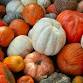 FarmerJawn 3rd Annual Harvest Festival Pop-up — event image