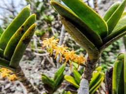 Image result for Tridactyle bicaudata