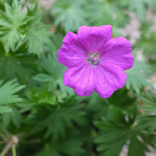 Image result for Geranium sanguineum Max Frei