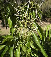 Image result for Riocreuxia chrysochroma