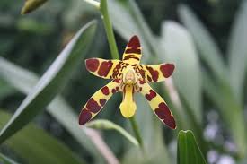 Image result for Ansellia africana