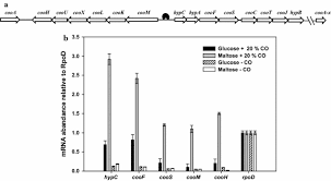 This carbon monoxide detector has a 10 year battery life and features a unique lcd electronic display. Citrobacter Amalonaticus Y19 For Constitutive Expression Of Carbon Monoxide Dependent Hydrogen Production Machinery Biotechnology For Biofuels Full Text