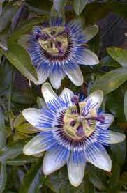 Passion Flower Symbolism Passion Flower Beautiful Flowers Flowers