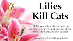 Check spelling or type a new query. Lilies Kill Cats Cats Only Veterinary Hospitalcats Only Veterinary Hospital