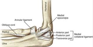 Image result for Elbow Exam