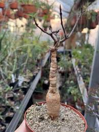 Image result for Hymenodictyon