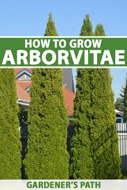 Cuttings & How To Root Them - Guides - Growing Fruit