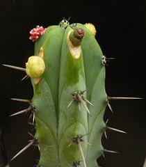 My dog likes to play with sticks. Todo Sobre El Cactus De San Pedro Como Es Cuidados Riego Etc
