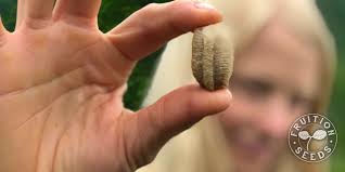 Do you use pet and kid friendly pest solutions? The Truth About Praying Mantis May Surprise You