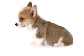 Beautiful free photos of for your desktop. Funny Welsh Corgi Puppy Isolated On White Background Stock Photo Image Of Horizontal Baby 135998410