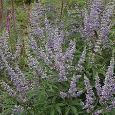 The seedpods that follow have wings. Chaste Tree Vitex Agnus Castus In Wilmington Hampstead Jacksonville Onslow Hanover North Carolina Nc At Pender Pines Garden Center