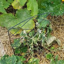 Image result for mildew on cucumbers