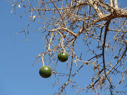 Image result for Strychnos matopensis