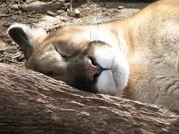 Hello select your address all. Puma Animal Facts Felis Concolor Az Animals