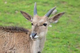 An A Z List Of Herbivore Animals With Pictures Animal Sake