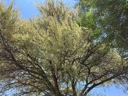 Image result for Acacia luederitzii