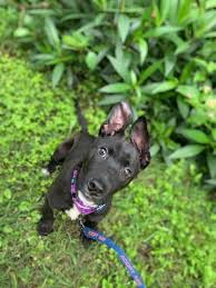 We would like to show you a description here but the site won't allow us. Are Cooked Bones Ok To Give Your Dog Community Theleadernews Com