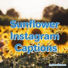 100 Best Sunflower Instagram Captions Funny Clever Pictures Quotes Captions Click