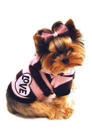 If you have any questions about puppy care or if you would like to inquire about. Hautelook Hip Doggie Super Soft Love Hoodie Popular Dog Breeds Yorkie Puppy Puppies