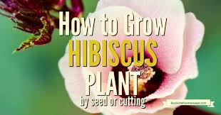 See full list on gardeningknowhow.com Grow Hibiscus Plant From Seed And Cutting Rockin W Homestead