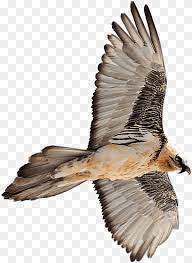 Wir vier arbeiten gemeinsam mit einem großen team in einem projekt mit dem titel „vielfalt bewegt! Bartgeier Png Pngwing