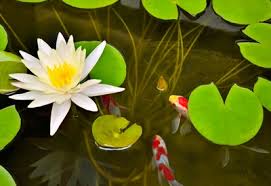 Products and dyes from organic pond will keep your fish happy! Koi Ponds And Water Gardens Planet Natural