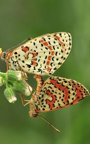 About Wild Animals Butterflies With Beautiful Patterns Butterfly Butterfly Chrysalis Beautiful Butterflies