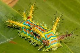 Untuk digunakan gratis ✓ tidak ada atribut yang di perlukan ✓. 15 Penampakan Ulat Bulu Dari Seluruh Dunia Cantik Tapi Bikin Merinding