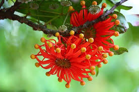 Rare Firewheel Tree Stenocarpus Sinuatus 10 Seeds Unusual Flowers Rare Flowers Beautiful Flowers