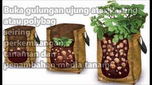 Maybe you would like to learn more about one of these? Cara Menanam Kentang Di Dalam Karung Atau Polybag Agar Produksinya Maksimal Youtube