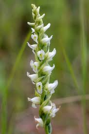 Image result for Rhinacanthus xerophilus