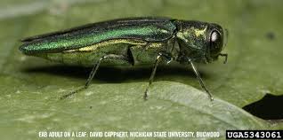 Viburnum borere er dagflyvende møller, der ligner meget veps. Denver Pest Control Plant Health Care In Denver Colorado Insect Disease Control Mountain High Savatree