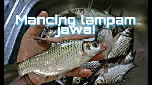 Title suria amanda masak lemak ikan lampam campur belimbing. Mancing Lampam Jawa Hasilnya Lumayan Youtube