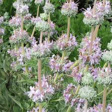 Image result for Salvia stenophylla