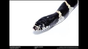 Check out this video if you like real life footage of snakes reproduction and life. Keep Snakes Away Archives Rattlesnake Solutions