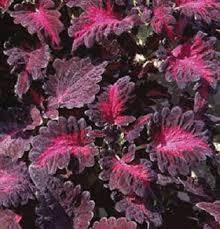 Image result for Coleus alpinus