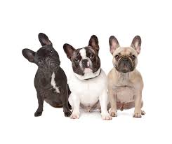 Balzac was 4 months when we took the video. The 11 Best French Bulldog Rescue And Adoption Centers French Bulldog 101