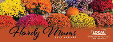 See more of a bloom flowers & gifts on facebook. Beautiful Fall Mums Reasor S Foods
