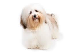 Bichon Frise Dog Breed Information