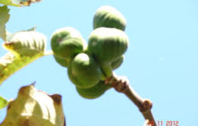 Check spelling or type a new query. Ò›yz Zhibek Zhyry Qojalar Kz