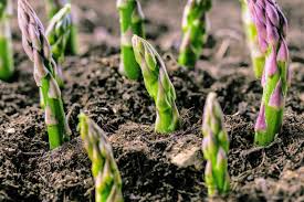 How to grow asparagus from seed. How To Grow Asparagus The Secrets To Plant Grow A Delicious Crop