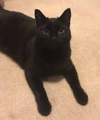 How to get musty smell out of basement carpet Something Twitty On Twitter So About 2 Weeks Ago This Beautiful Gurl Wandered Into The Basement We Gave Her Treats And Snuggles She Has Returned Every Day Since She Is Now Our
