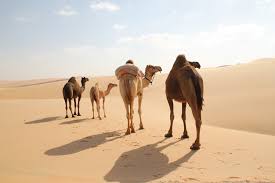There's a lot to unpack here. Camel Beauty Contest The Desert Diva