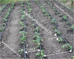 Roșia este o plantă nativă a sudului americii de nord și nordului americii de sud, având un areal natural de extindere din centrul mexicului pînă in peru. Plantarea Tomatelor Rosiilor In Camp Si Gradina Horticultorul Ro