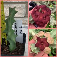 Image result for Orbea melanantha