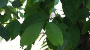 Beli daun bay leaf online berkualitas dengan harga murah terbaru 2021 di tokopedia! Daun Stock Video Footage 4k And Hd Video Clips Shutterstock
