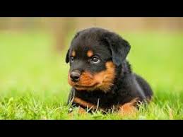 Maybe you would like to learn more about one of these? Xtreme Cute Angry Rottweiler Puppy Youtube