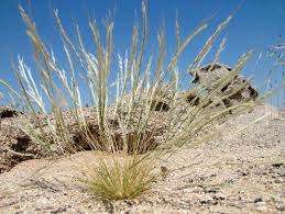 Image result for Stipagrostis